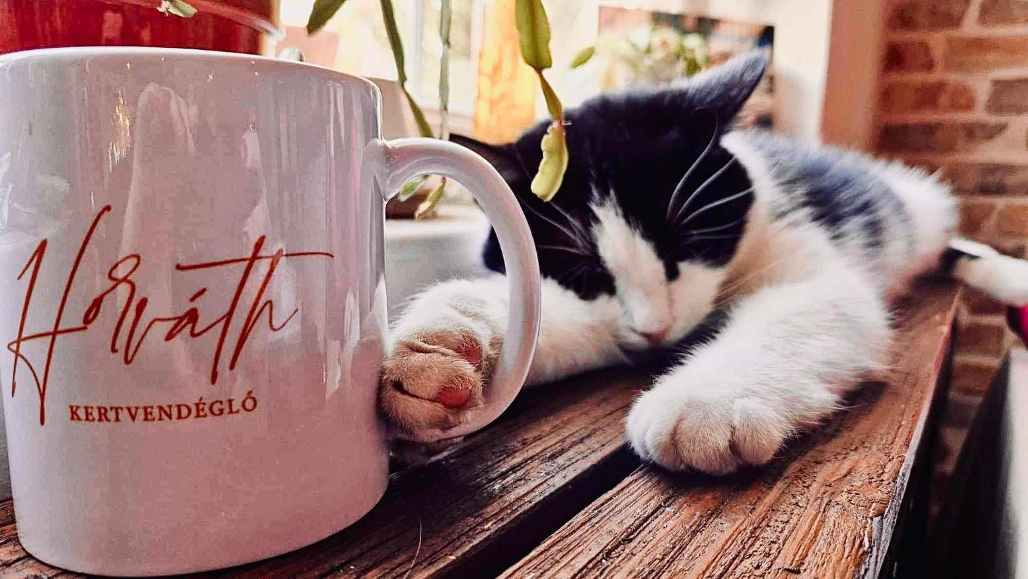 Bed and Breakfast Pilisi Lovas Major, Dorog Zewnętrze zdjęcie